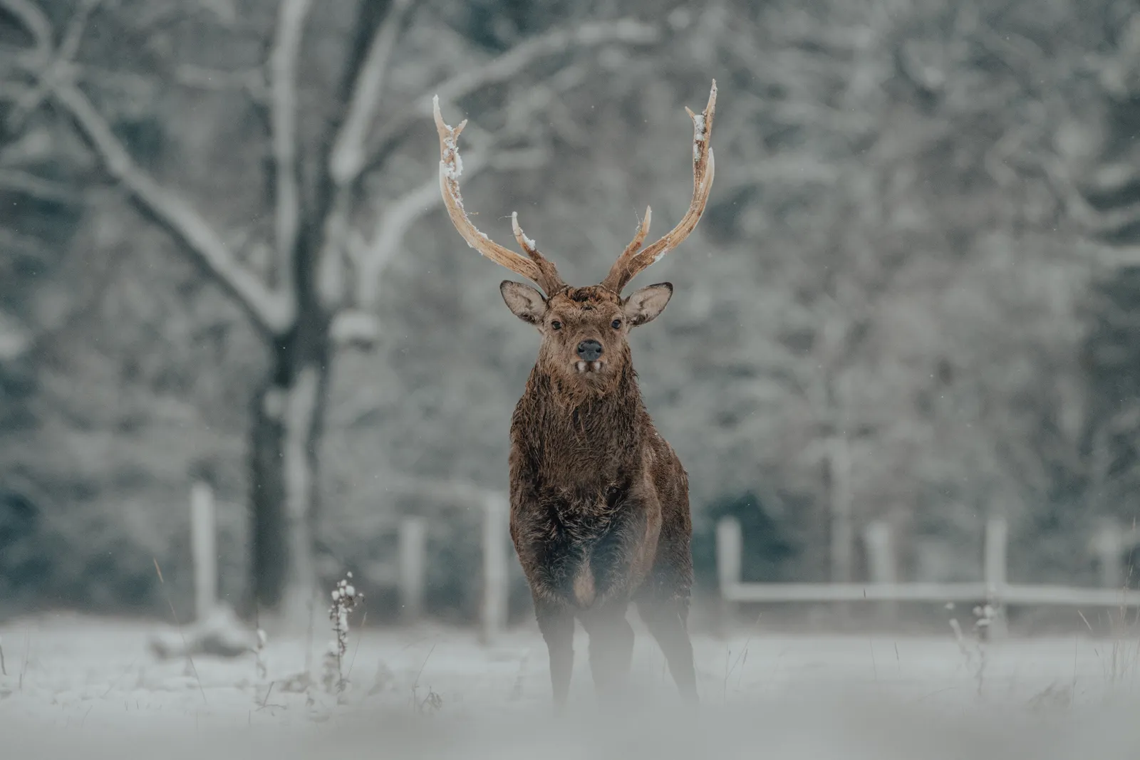 Wildlife Quest - Winter in the Woods