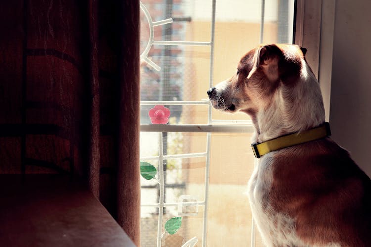 A Dog Looking Out The Window With A Collar On It's Neck