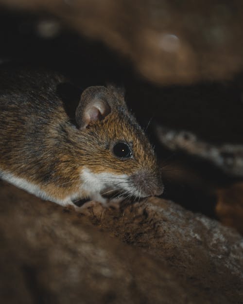 Close-Up Photo of a Brown Rat