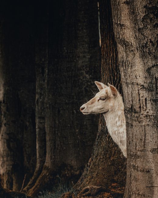 Wild albino deer with white fur standing near tall trees in woods with grass in daytime and looking away
