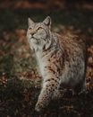Wild furry lynx strolling on grassy field with dry foliage in nature in autumn day