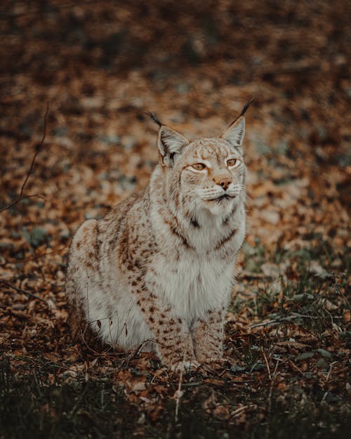 Imagine de stoc gratuită din animal, blană, carnivor