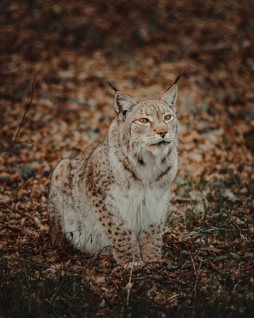 Free Wild Eurasian lynx sitting on a forest floor with autumn leaves around, captured in a natural setting. Stock Photo