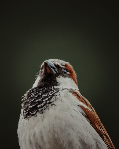 Free Intimate close-up of a sparrow with vivid plumage against a dark background. Stock Photo