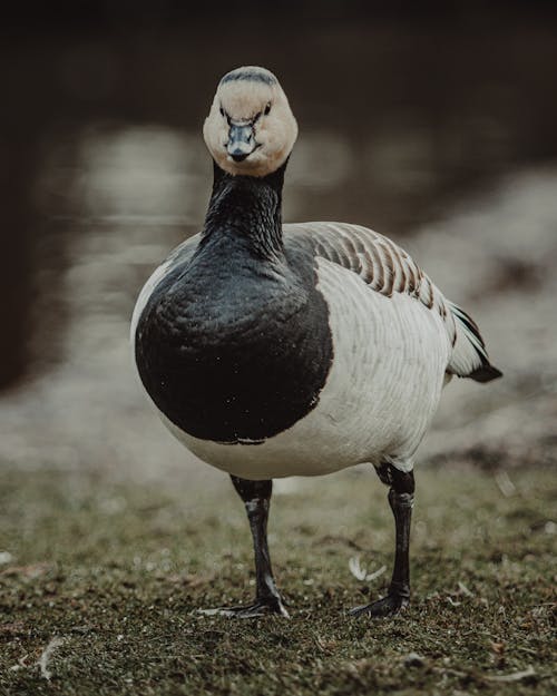 Goose Waling on Grass