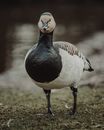 Goose Waling on Grass