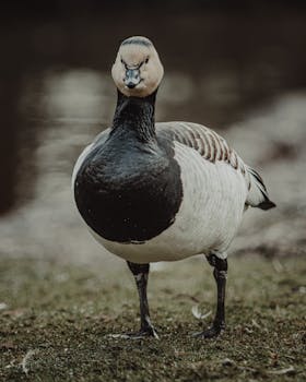 A detailed close-up shot of a barnacle goose standing on grass near water.