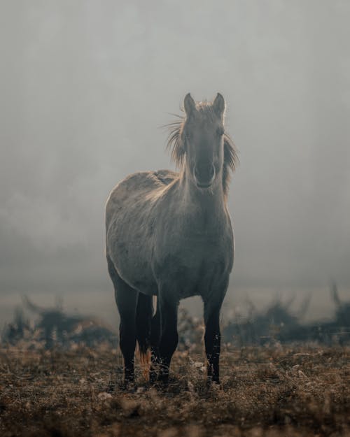 Gray Horse Standing on Grass Field