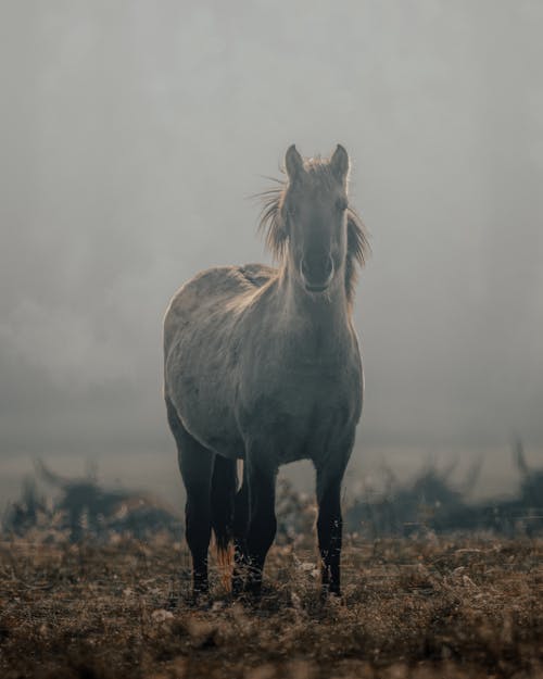 Fotobanka s bezplatnými fotkami na tému cicavec, hospodárske zviera, kobyla