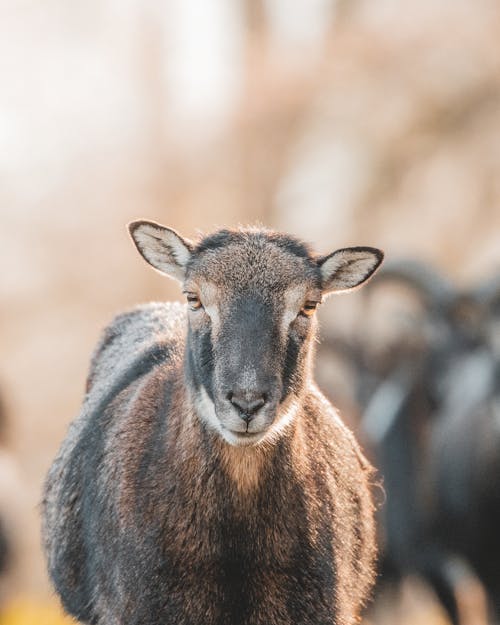 Close Up Photo of a Brown Sheep 