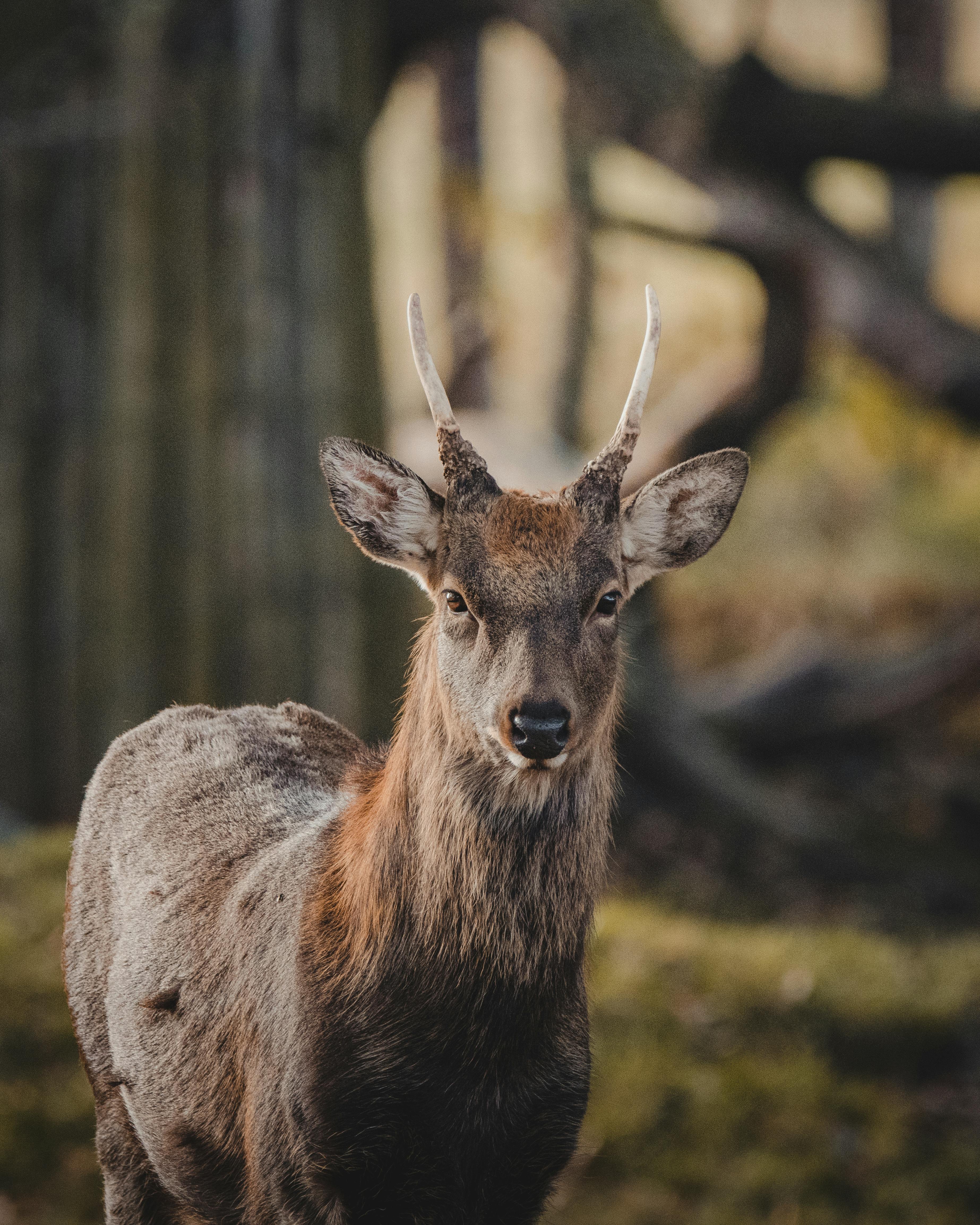 grátis Foto profissional grátis de adular, amante dos animais, animais selvagens Foto profissional