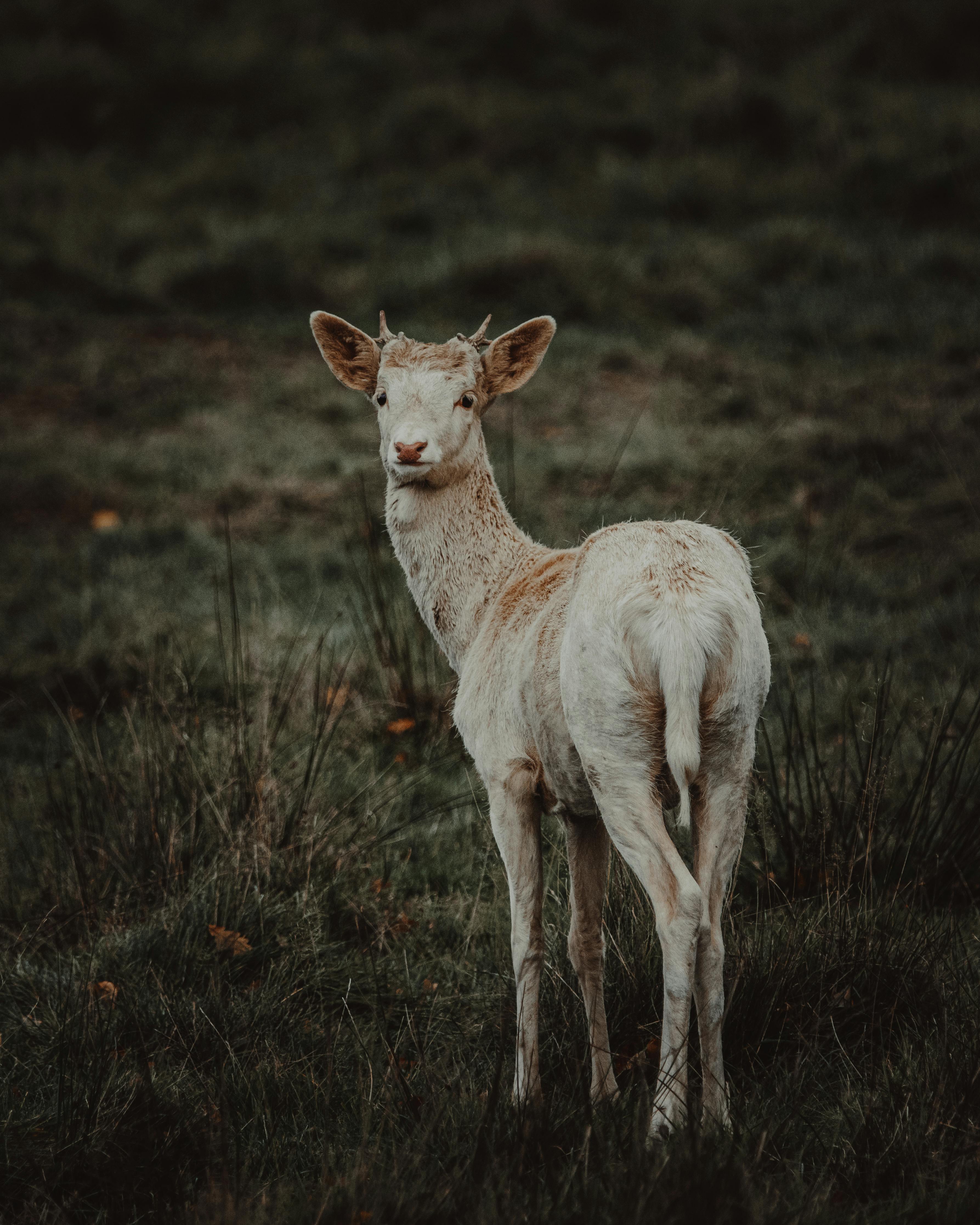 grátis Foto profissional grátis de animais selvagens, animal selvagem, ao ar livre Foto profissional