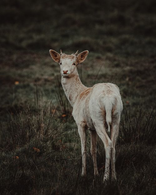 Free Close-up of a white deer standing in a grassy field, looking back with curiosity. Stock Photo