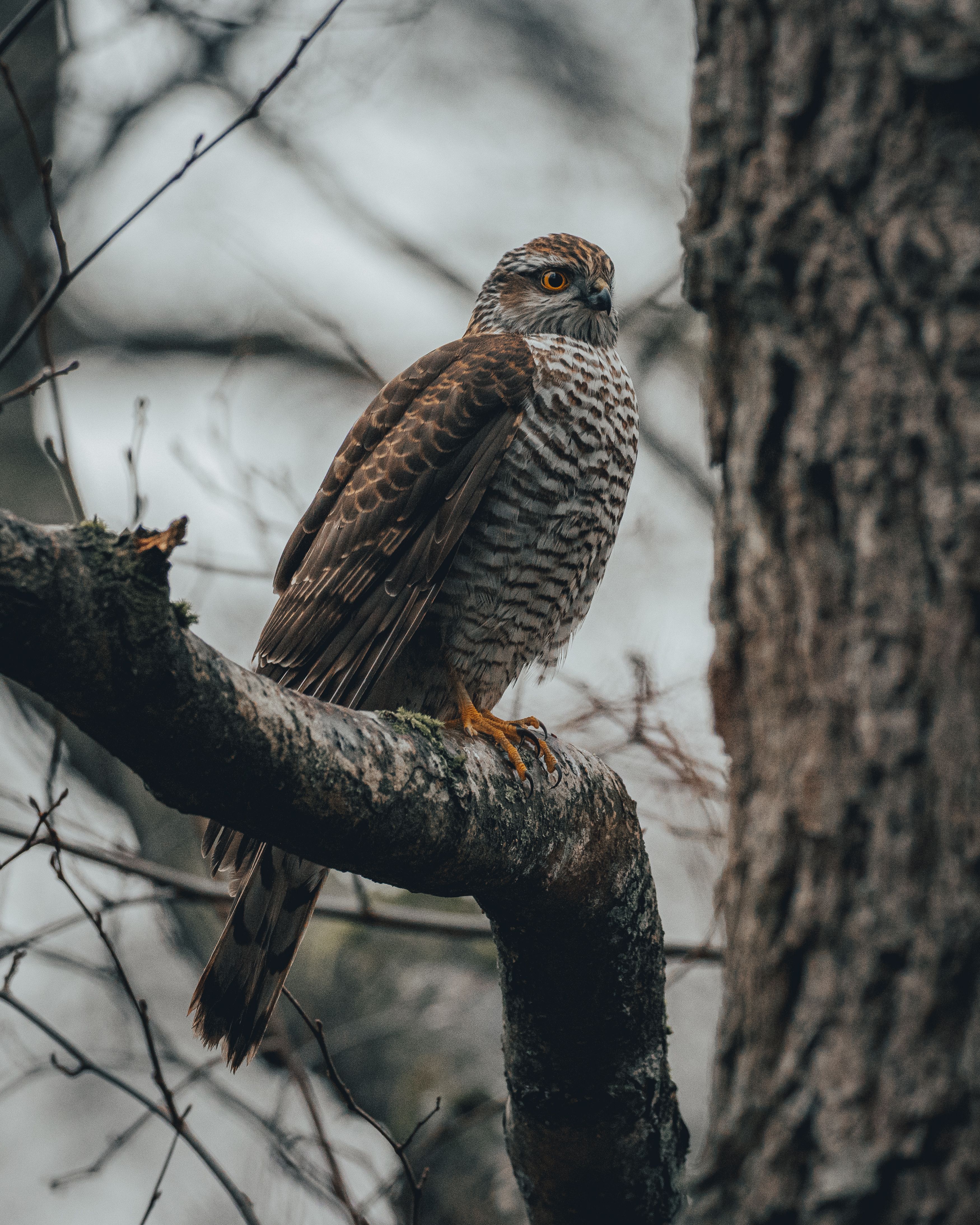 A hawk perched on a leafless tree branch, showcasing its powerful presence in nature.