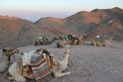 Camels Sitting on the Desert Sand