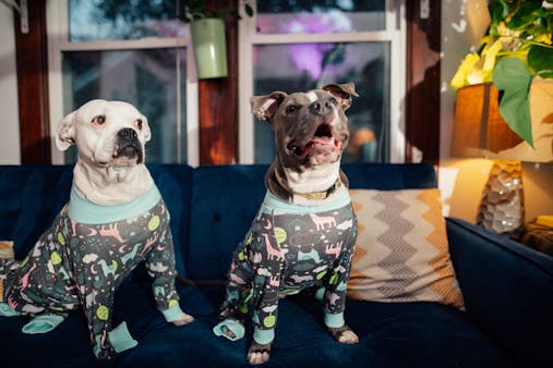 Two adorable dogs in colorful pajamas enjoying a cozy moment indoors.
