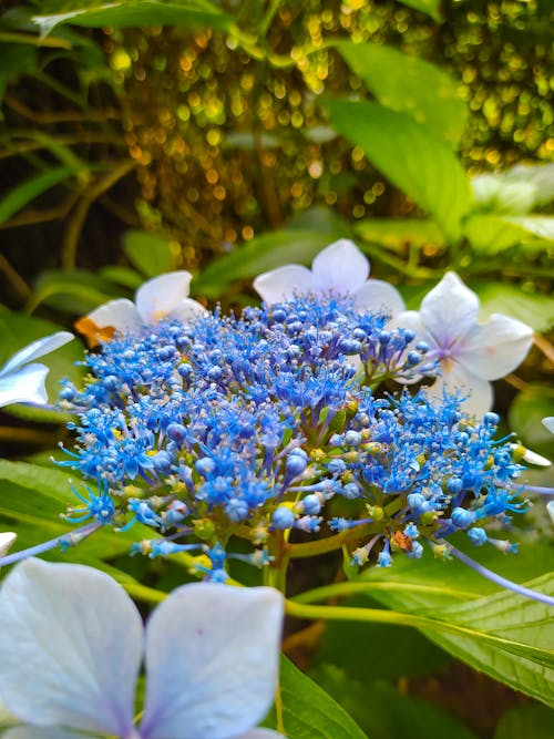 Gratis stockfoto met blauwe bloem, inzoemen, macro