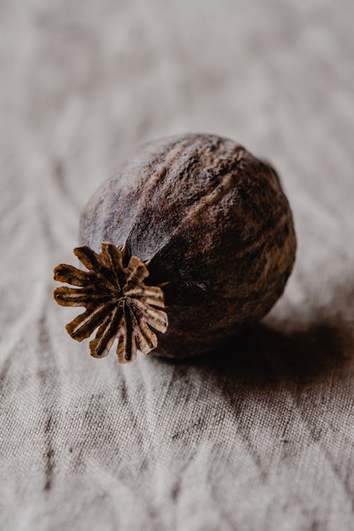 Free Brown Round Fruit on White Textile Stock Photo