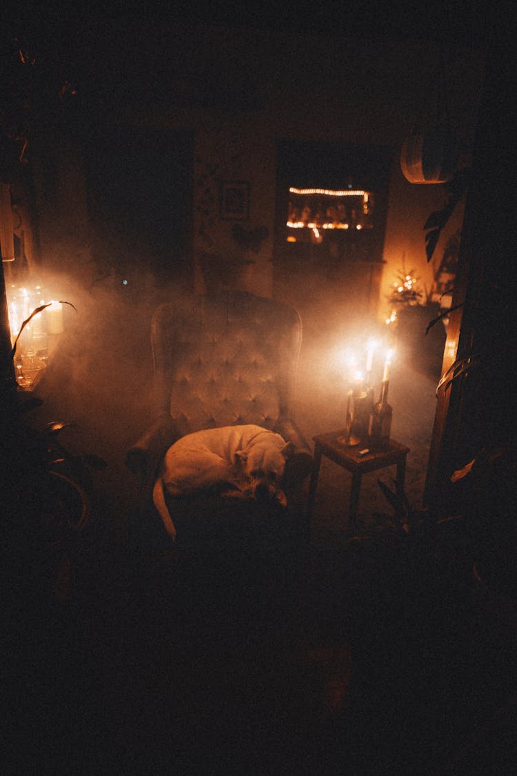 Cute Dog Resting In Armchair Between Shiny Candles At Home