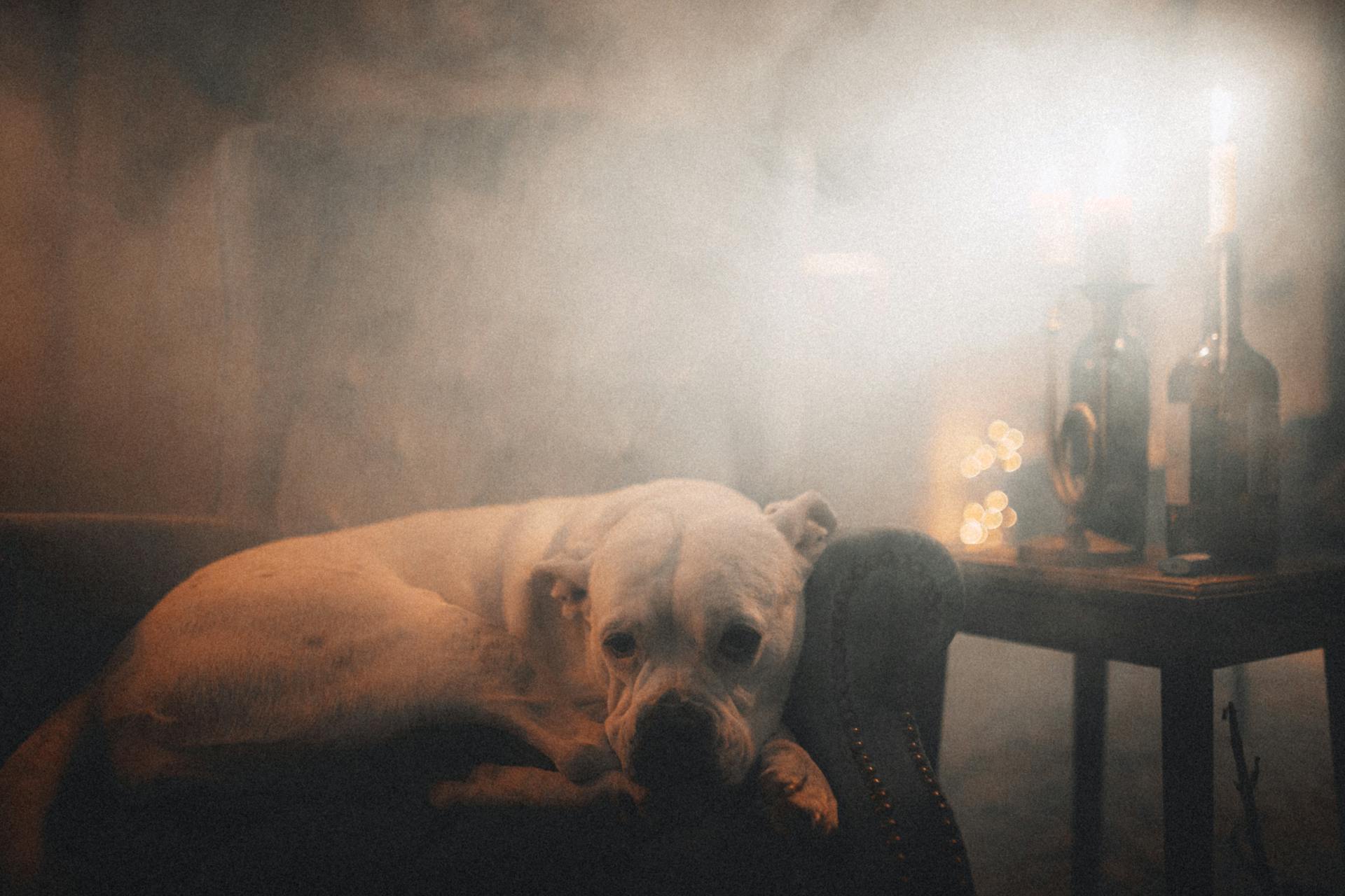 American Bulldog resting in armchair in house