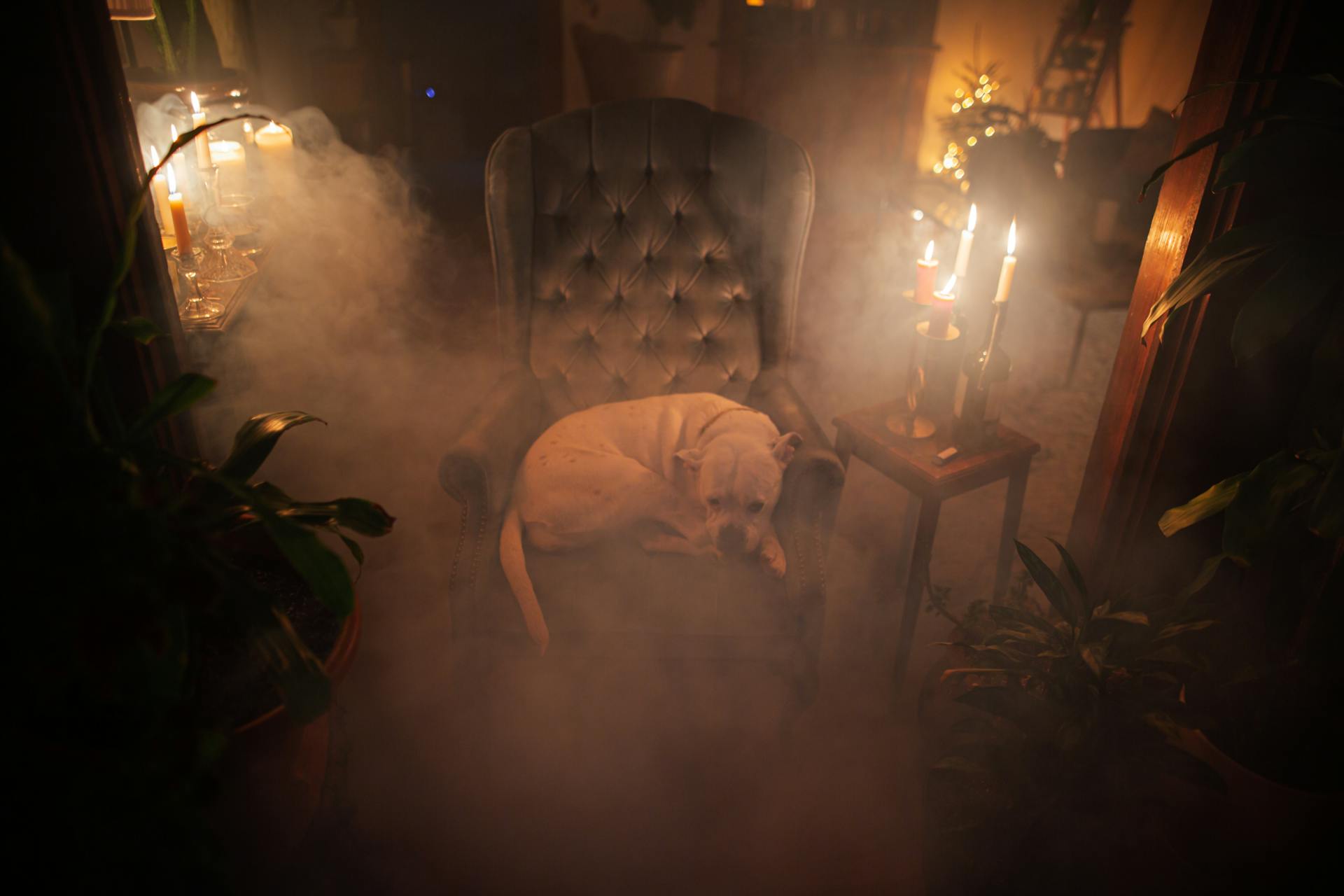 Vue d'en haut d'un Bulldog américain couché dans un fauteuil entre des bougies brillantes et des plantes dans la chambre de la maison.