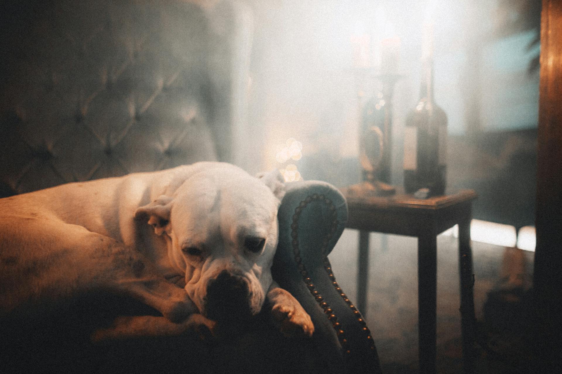 Adorable dog with white coat and melancholic gaze lying in armchair while looking away at home