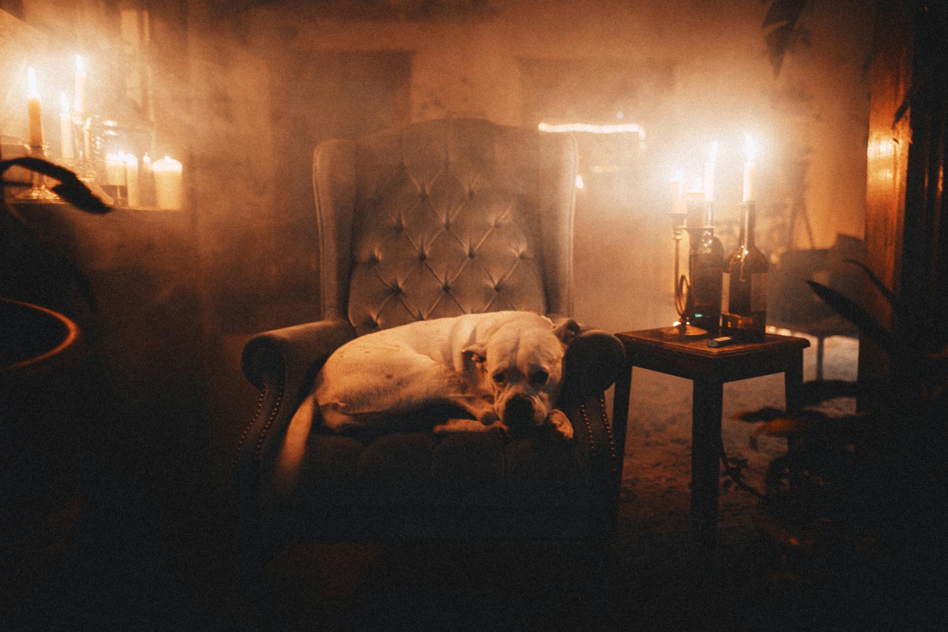 American Bulldog in armchair between burning candles at home