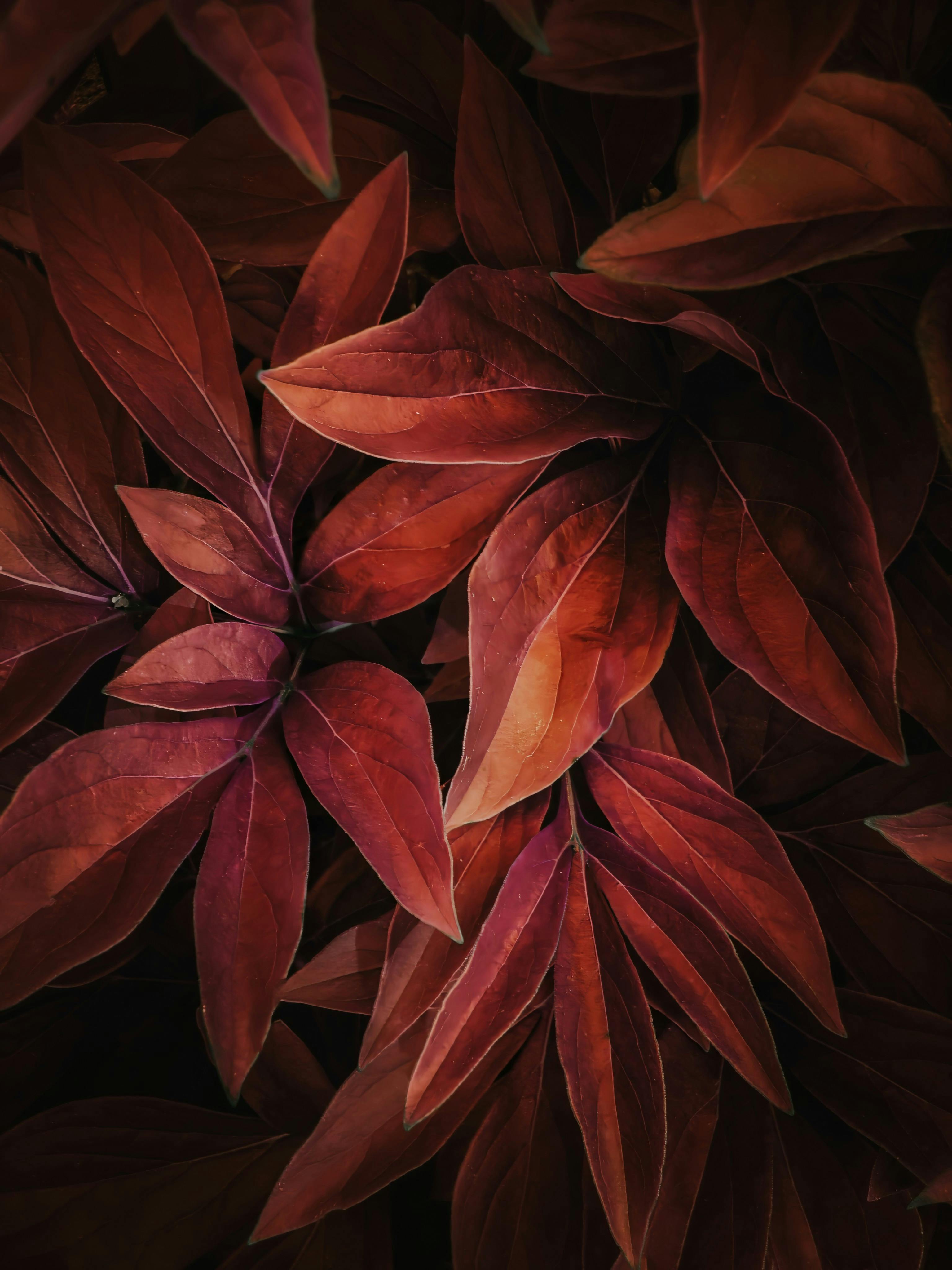 Stunning close-up of red leaves displaying intricate texture and natural patterning.