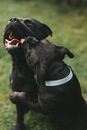 Friendly purebred puppy playing with dog on grassy field