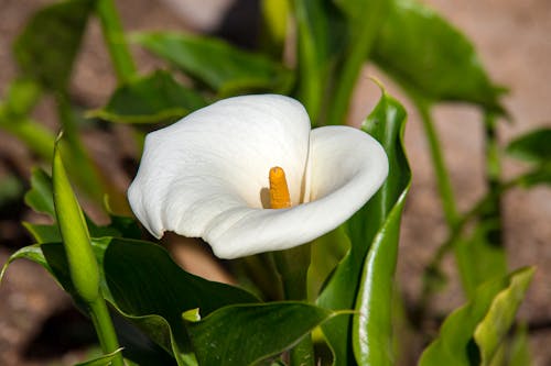 Ingyenes stockfotó arum lily, bimbó, finom témában