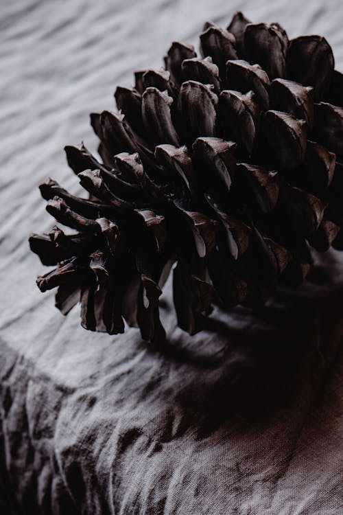 Pine Cone on Gray Textile