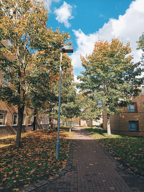 Green and Brown Trees Near Brown Brick Building