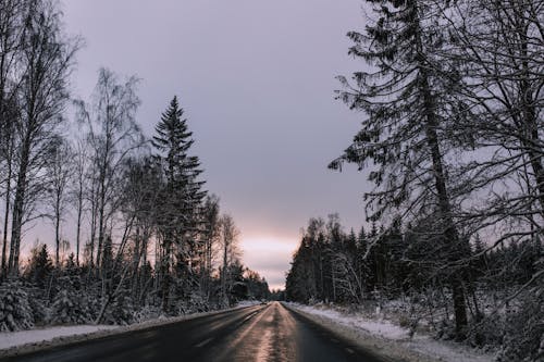 бесплатная Бесплатное стоковое фото с деревья, дорога, зима Стоковое фото