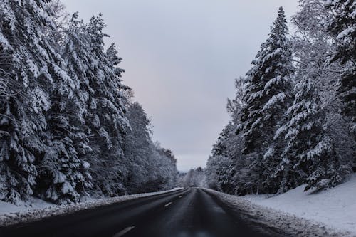 Free Road Between Snow Covered Trees Stock Photo