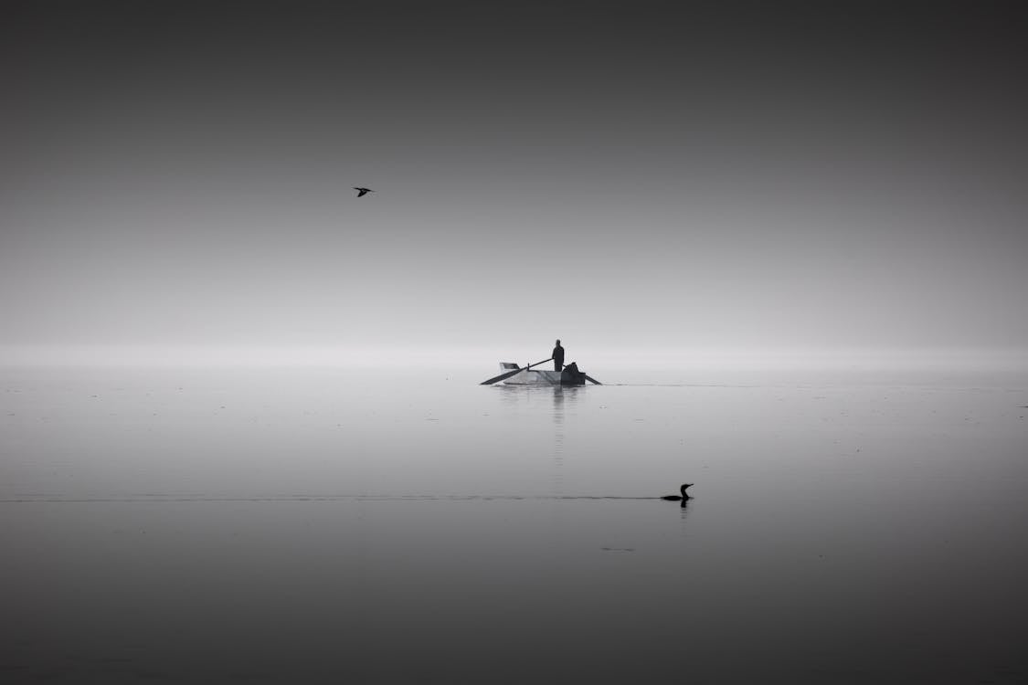 Bird Flying over Body of Water