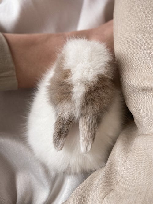 Top view of crop unrecognizable person with fluffy white rabbit on soft blanket