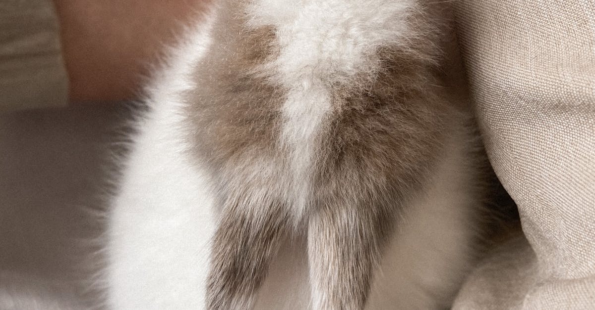 Top view of crop unrecognizable person with fluffy white rabbit on soft blanket