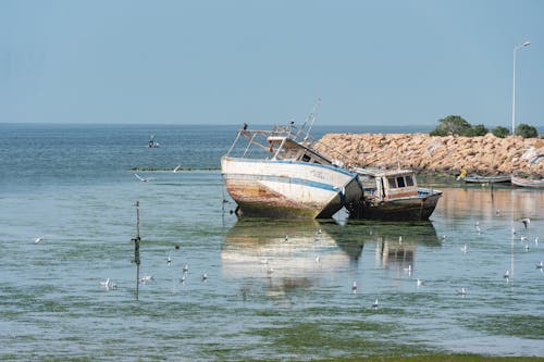 Foto profissional grátis de abandonado, asas, bando de pássaros