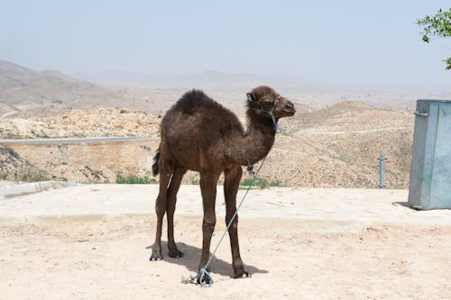 Δωρεάν στοκ φωτογραφιών με matmata, tunisia, αμμόλοφος