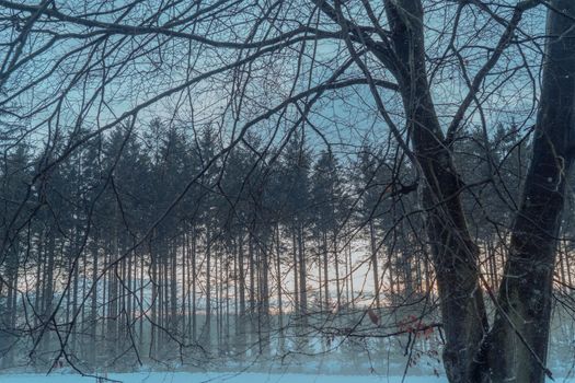A serene winter landscape featuring bare trees and a foggy forest at dawn.