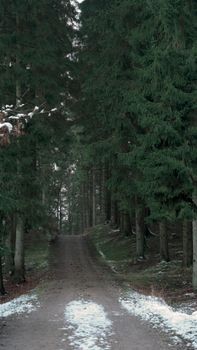 Tranquil forest path lined with snow-dusted trees in winter, perfect for a peaceful nature escape.