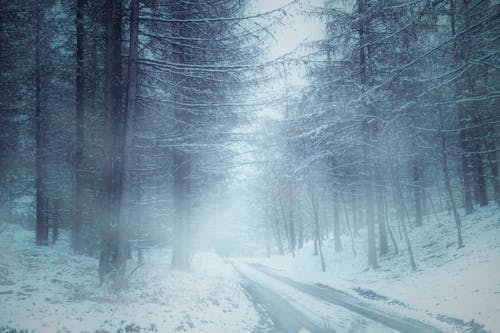 Kostnadsfria Kostnadsfri bild av bara träd, dimma, frost Stock foto