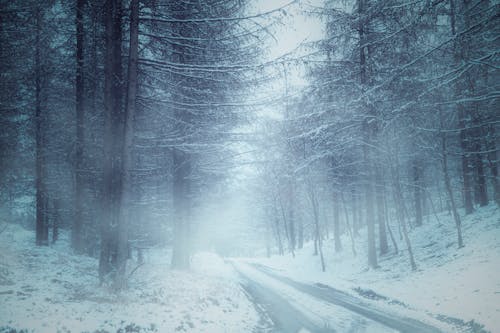 Snow Covered Trees