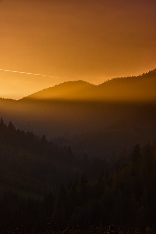 Immagine gratuita di alba, alberi, ambiente