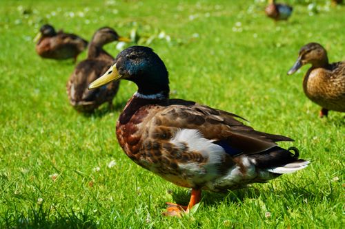 Free A drake mallard duck standing on vibrant green grass in Denmark during summer. Stock Photo