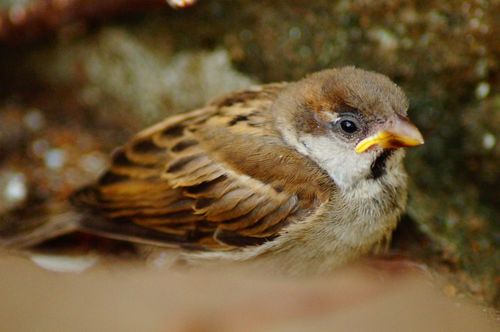 Free A detailed capture of a sparrow nestled in its natural environment, showcasing its features. Stock Photo