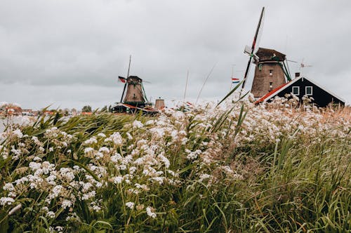 Darmowe zdjęcie z galerii z brzeg rzeki, holandia, kat s paintmill