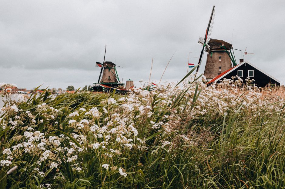 Iconic windmills in the Netherlands with their sails turning, indicating a typically windy Dutch day.