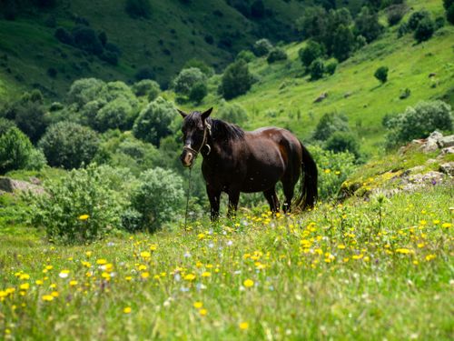 Free A horse grazing in the lush green fields of Mtskheta-Mtianeti, Georgia, surrounded by vibrant wildflowers and rolling hills. Stock Photo