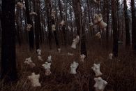 Mannequins hanging on Leafless Trees